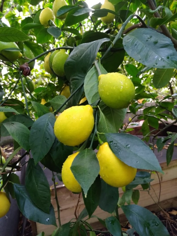 Саженцы Лимонов
