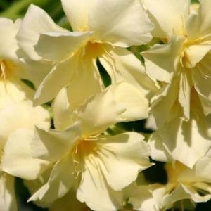 Олеандр желтый купить в Майкопе