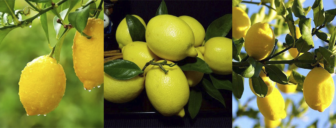 Саженцы лимонов наборами